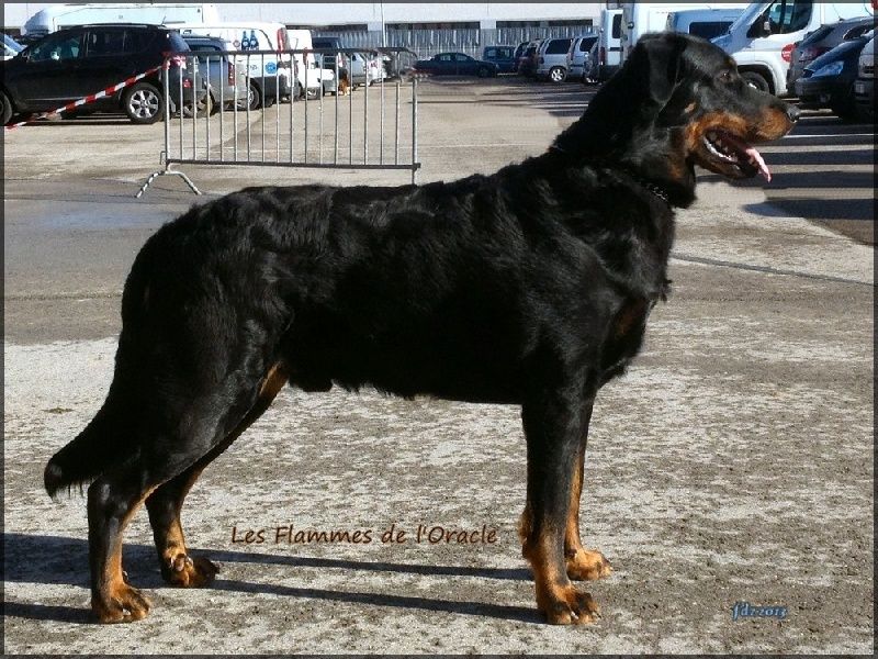 CH. Genesis des Feux de l'Ange