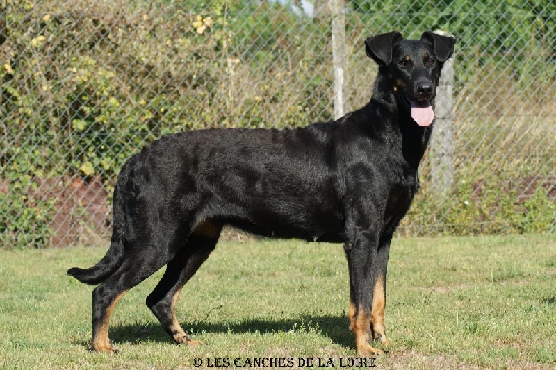 Guardiane des Feux de l'Ange
