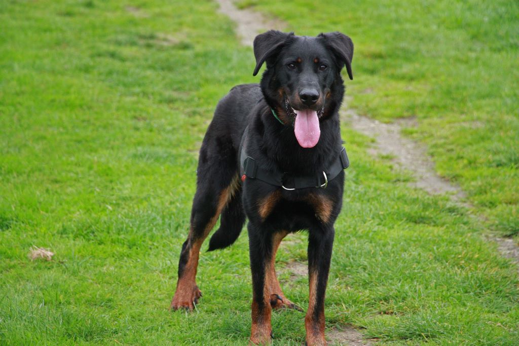 Lutèce des Feux de l'Ange