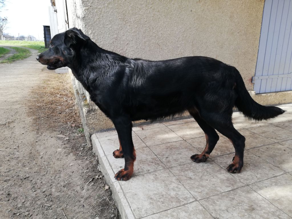 Iroquoise des Feux de l'Ange