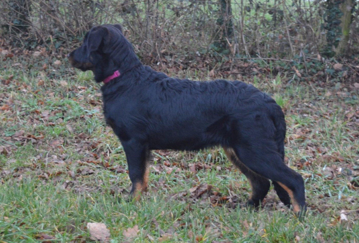 Azzana des Feux de l'Ange