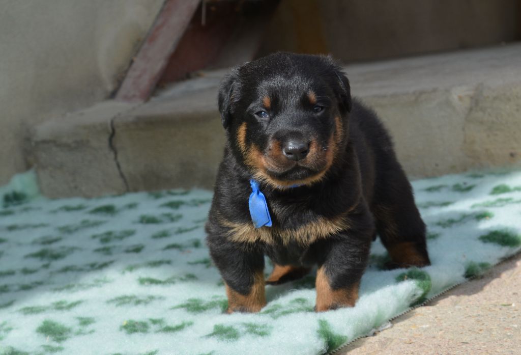 des Feux de l'Ange - Chiots disponibles - Berger de Beauce