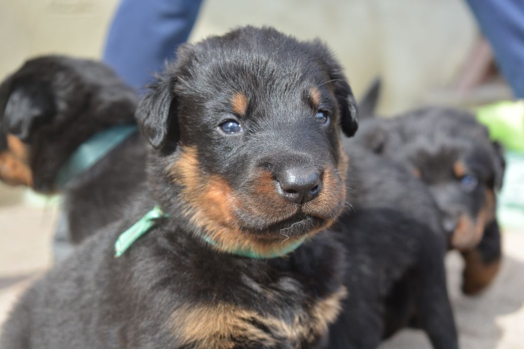 des Feux de l'Ange - Chiots disponibles - Berger de Beauce