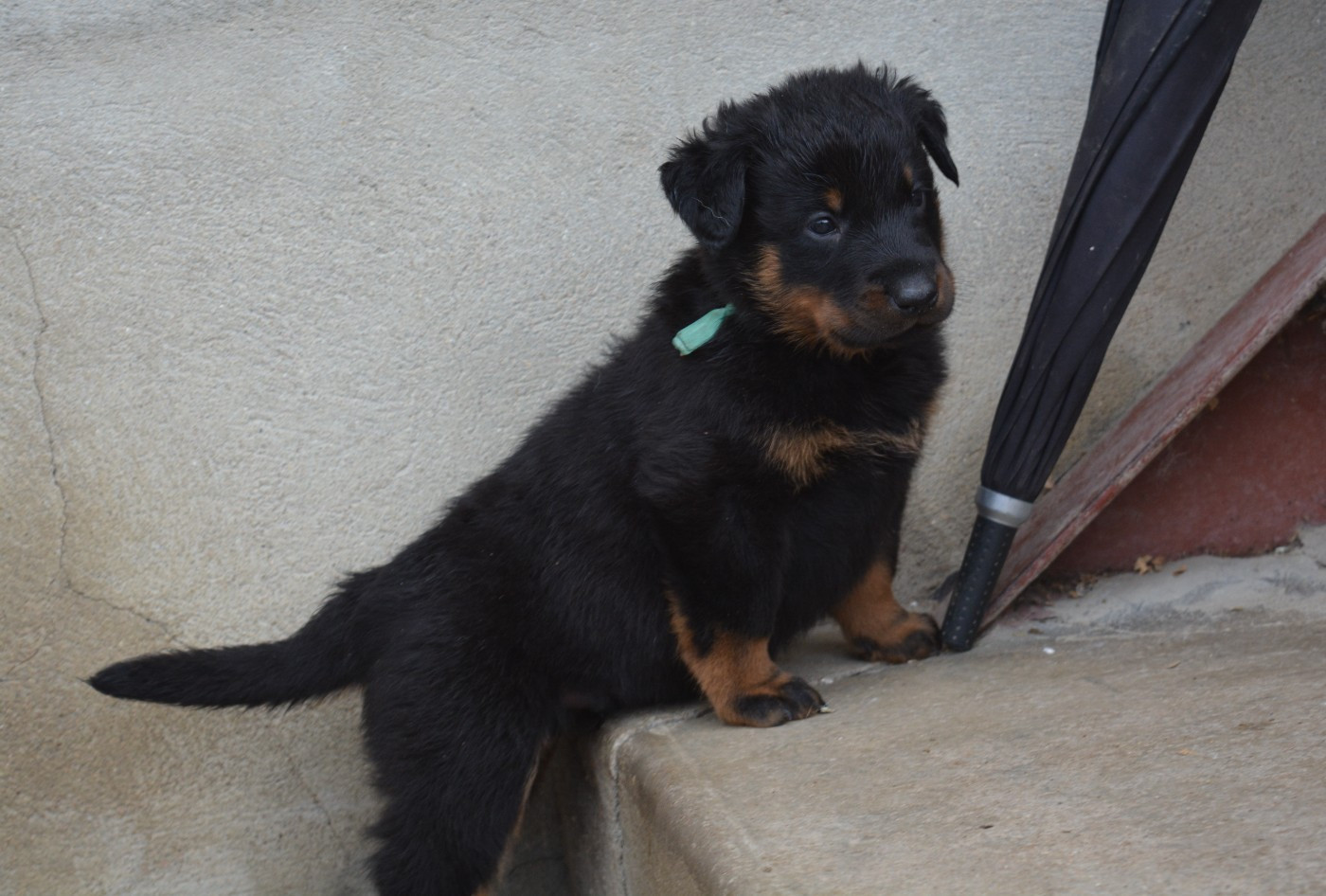des Feux de l'Ange - Chiots disponibles - Berger de Beauce