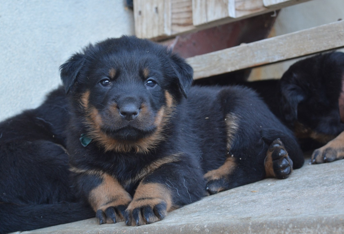 des Feux de l'Ange - Chiots disponibles - Berger de Beauce