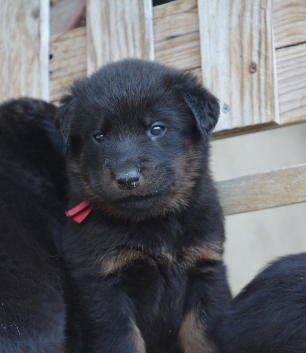 des Feux de l'Ange - Chiots disponibles - Berger de Beauce