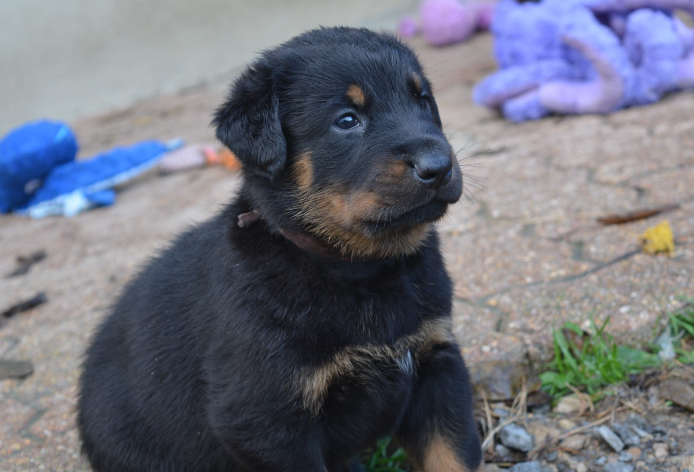 des Feux de l'Ange - Chiots disponibles - Berger de Beauce
