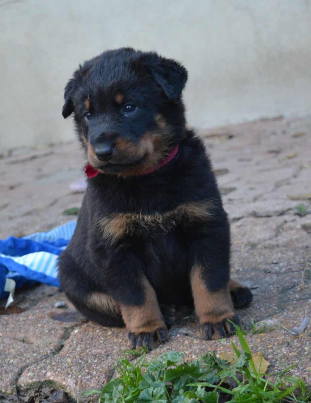 des Feux de l'Ange - Chiots disponibles - Berger de Beauce