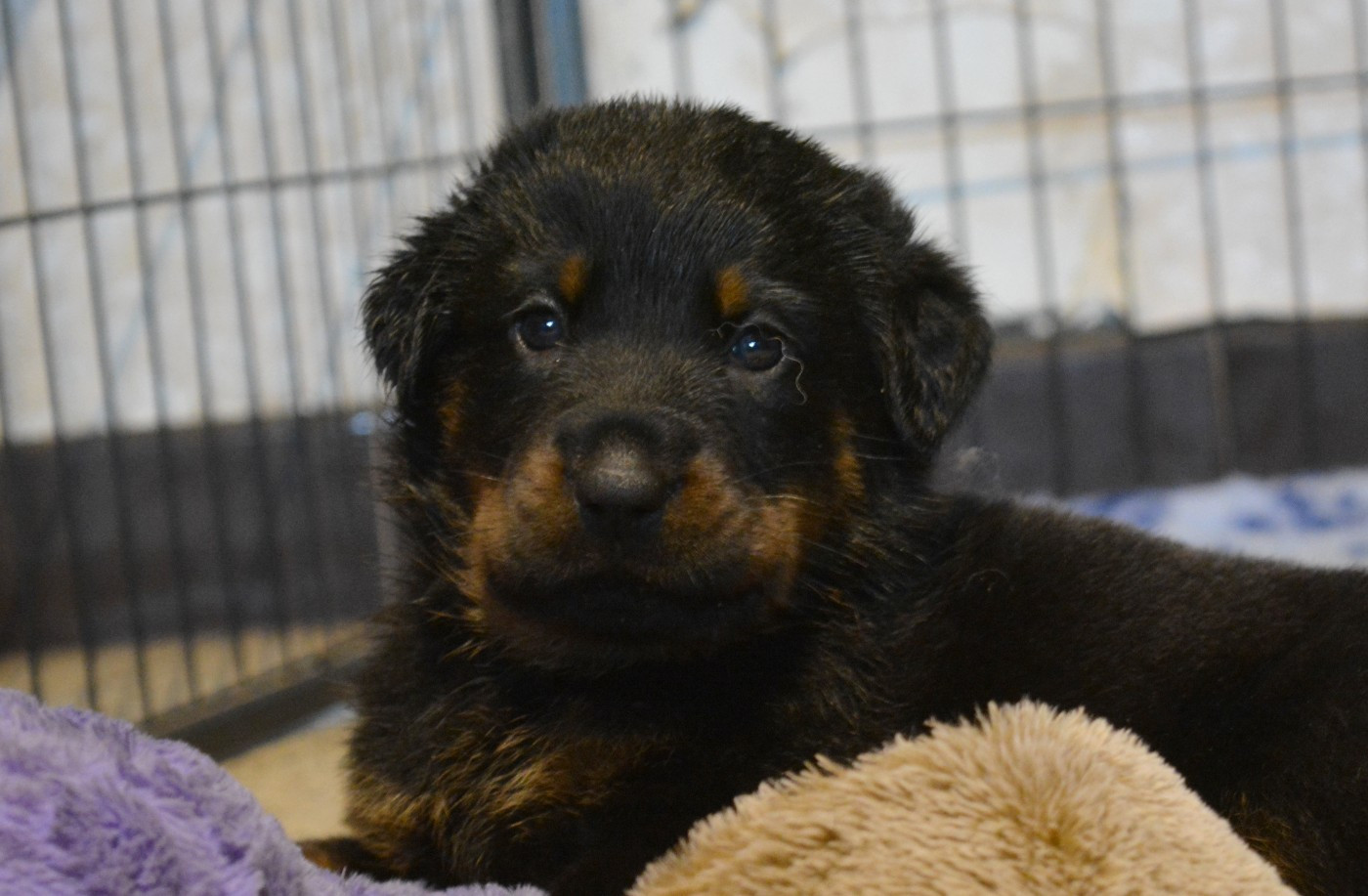des Feux de l'Ange - Chiots disponibles - Berger de Beauce