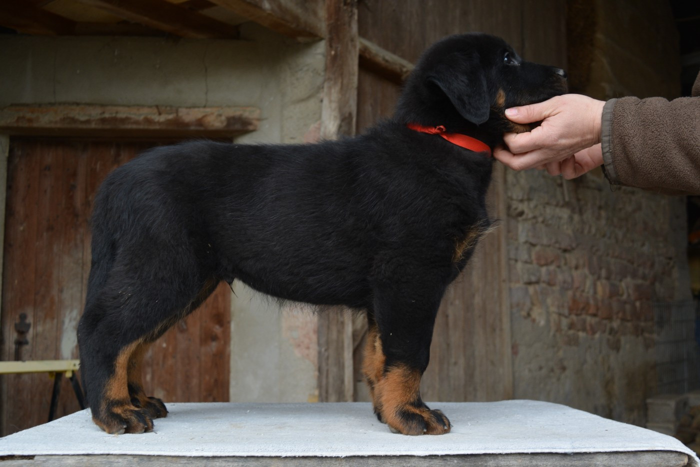 des Feux de l'Ange - Chiots disponibles - Berger de Beauce