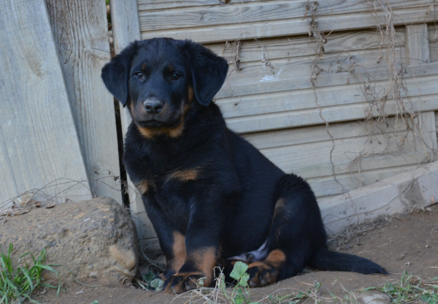 des Feux de l'Ange - Berger de Beauce - Portée née le 26/09/2025