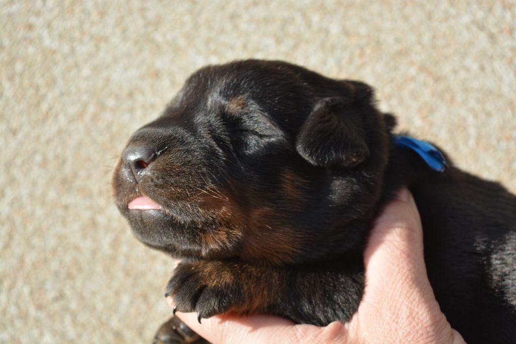 des Feux de l'Ange - Chiots disponibles - Berger de Beauce