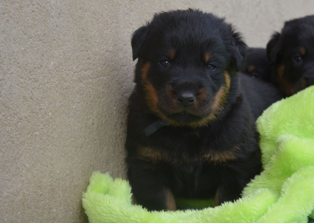 des Feux de l'Ange - Chiots disponibles - Berger de Beauce
