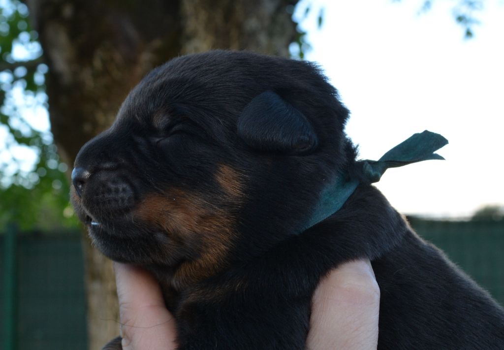 des Feux de l'Ange - Chiots disponibles - Berger de Beauce