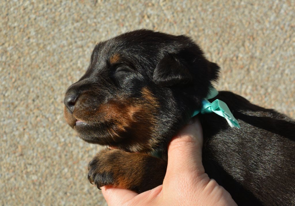 des Feux de l'Ange - Chiots disponibles - Berger de Beauce