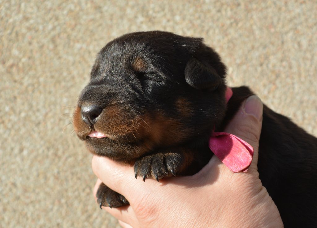 des Feux de l'Ange - Chiots disponibles - Berger de Beauce
