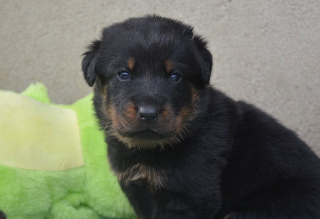 des Feux de l'Ange - Chiots disponibles - Berger de Beauce