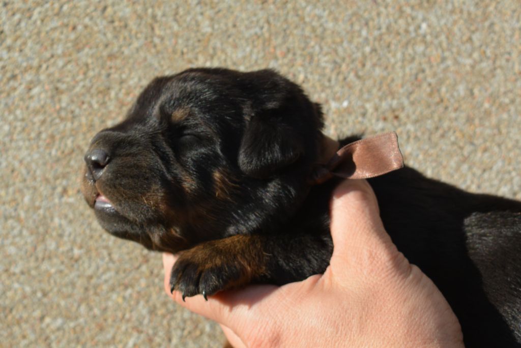 des Feux de l'Ange - Chiots disponibles - Berger de Beauce