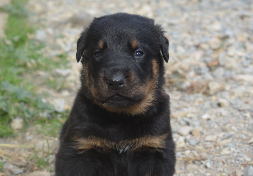 des Feux de l'Ange - Chiots disponibles - Berger de Beauce