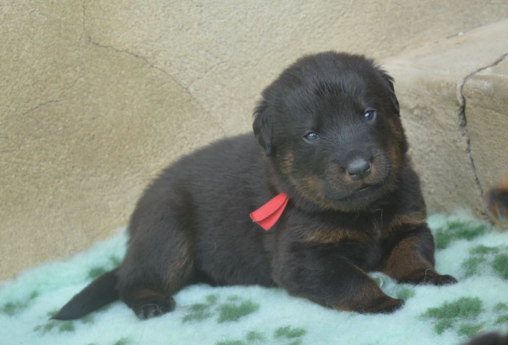 des Feux de l'Ange - Chiots disponibles - Berger de Beauce