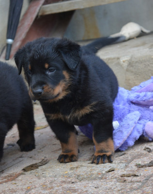"A" des Feux de l'Ange