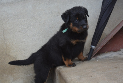 "A" des Feux de l'Ange