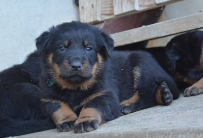 "A" des Feux de l'Ange