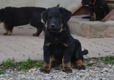 AKIHABARA des Feux de l'Ange