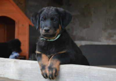 Archibald des Feux de l'Ange