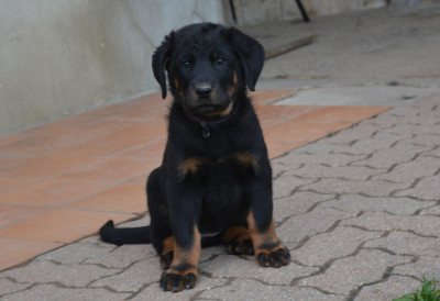 Alya des Feux de l'Ange