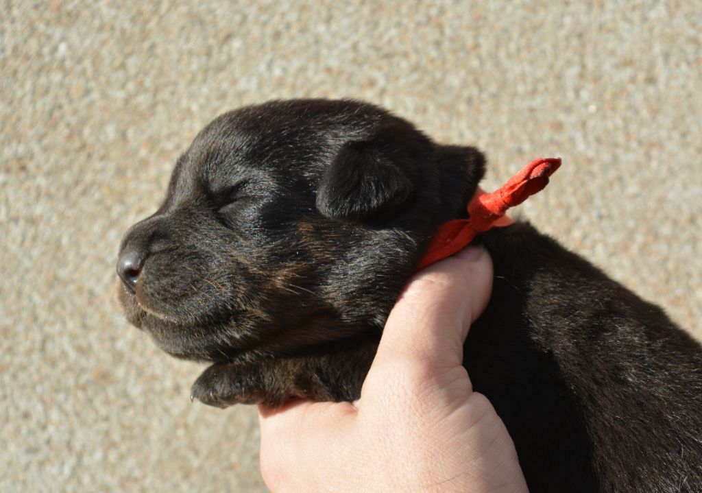 des Feux de l'Ange - Chiots disponibles - Berger de Beauce