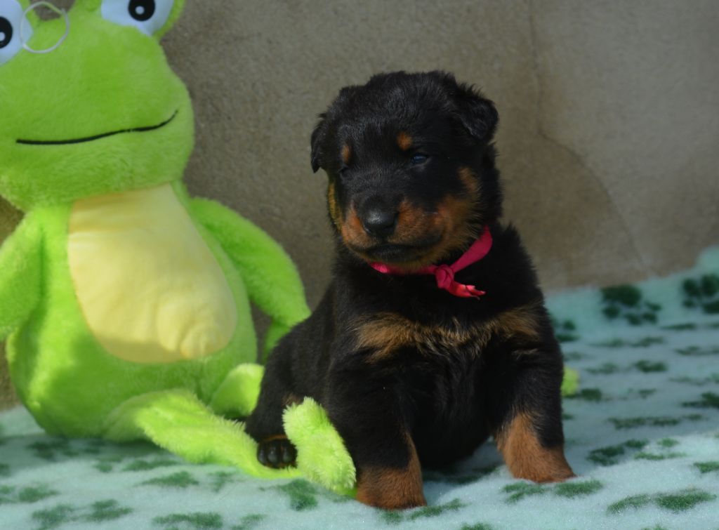 des Feux de l'Ange - Chiots disponibles - Berger de Beauce